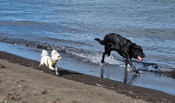 Lausaganga gæludýra er stranglega bönnuð á svæðinu og algjörlega nauðsynlegt er að hirða upp eftir d&hellip;