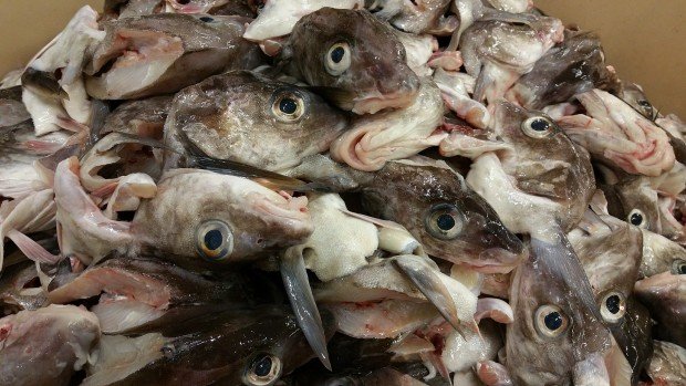 SGS - Staða fiskvinnslufólks í sjómannaverkfalli