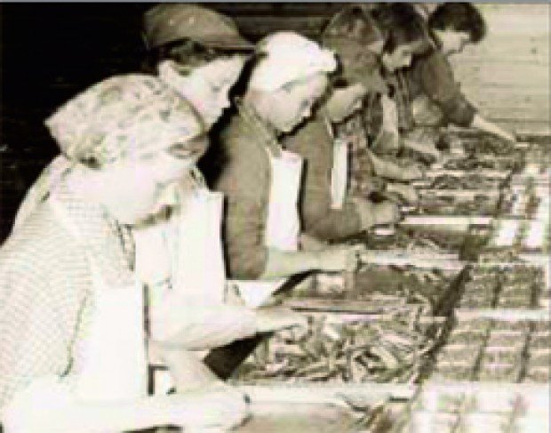 50 ár! – Söguupprifjun