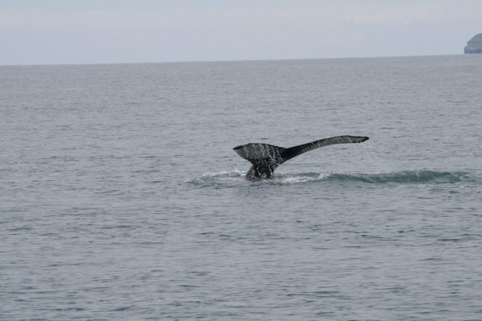 Oft um 1.000 kr. munur á kílóverði af fiski