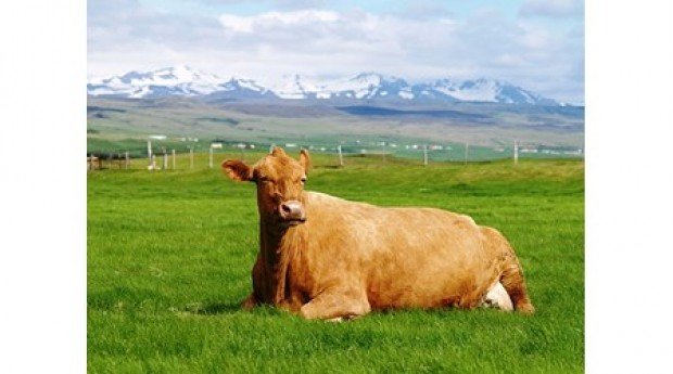 Kjarasamningar gilda - líka við búnaðarstörf