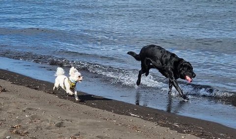 Lausaganga gæludýra er stranglega bönnuð á svæðinu og algjörlega nauðsynlegt er að hirða upp eftir d&hellip;