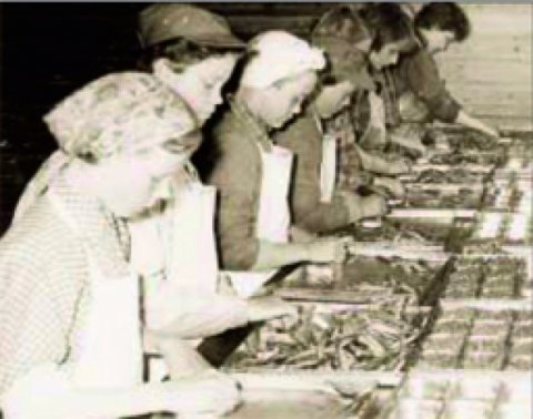 50 ár! – Söguupprifjun