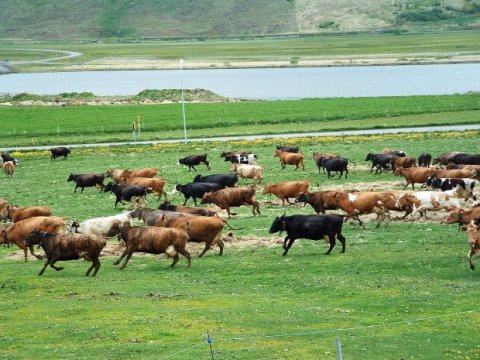 ASÍ: Aukin samkeppni í landbúnaði bætir hag neytenda