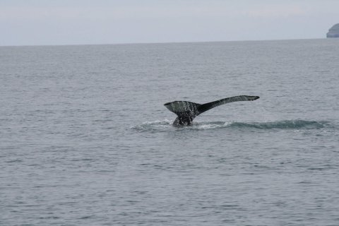 Oft um 1.000 kr. munur á kílóverði af fiski